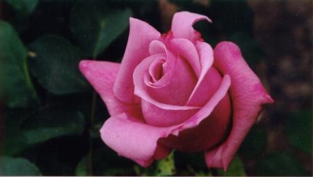 salut les roses!!